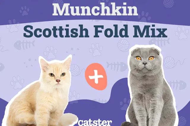 Scottish Fold Munchkin Mix Cat Breed: Info, Pictures, Temperament & Traits
