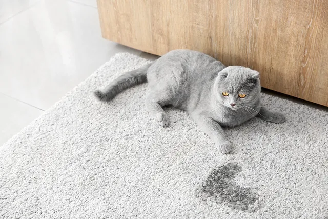 How To Remove Cat Urine Smell From Your Whole House: 5 Vet-Verified Tips