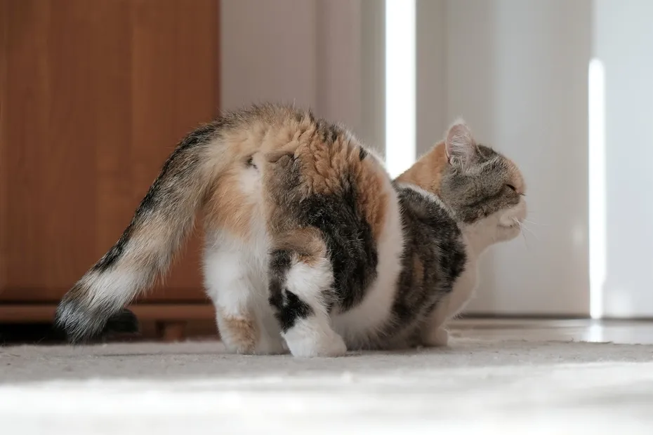 exotic shorthair calico on heat