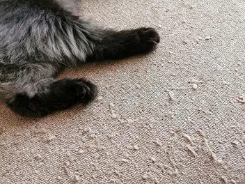 How to Protect Your Carpet From Cats: 10 Effective Vet-Approved Methods