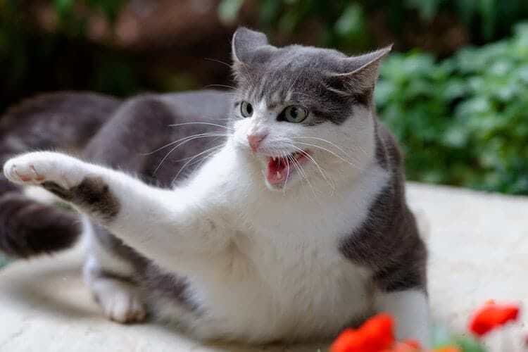white-and-grey-shorthaired-cat-angry-hissing-attacking