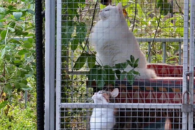 4 Amazing DIY Cat Run Plans You Can Create at Home