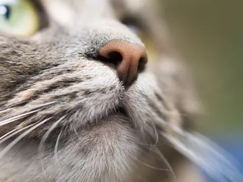 Whisker Fatigue In Cats: Vet Reviewed Signs, Causes & Treatment