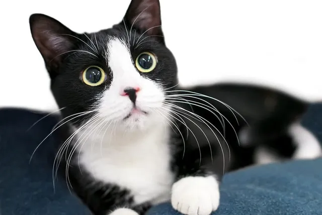 Retinal Detachment in Cats: Causes, Signs, and Care (Vet Answer)