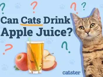 Can Cats Drink Apple Juice? Vet-Reviewed Facts & Advice