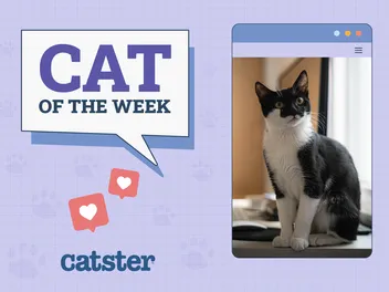 Catster Photo Contest: Cats of the Week Winners (Feb 6, 2025)