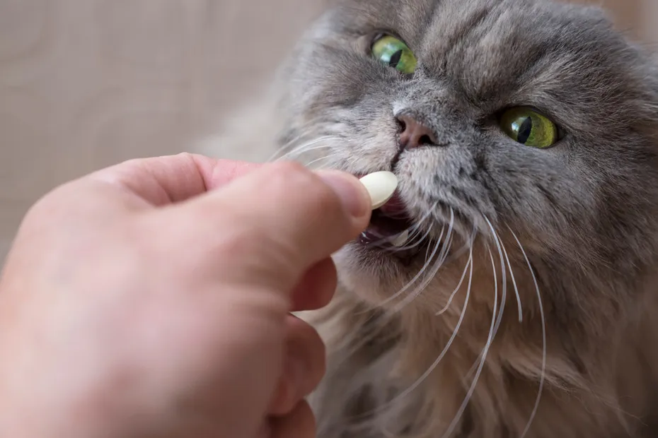 owner giving tablet medicine to cat