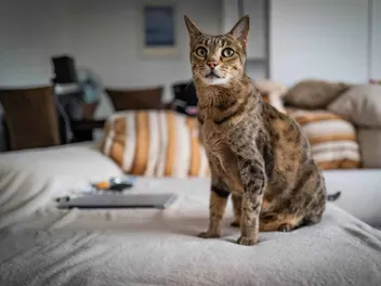 16 Vet-Verified Tips for Moving House With a Cat