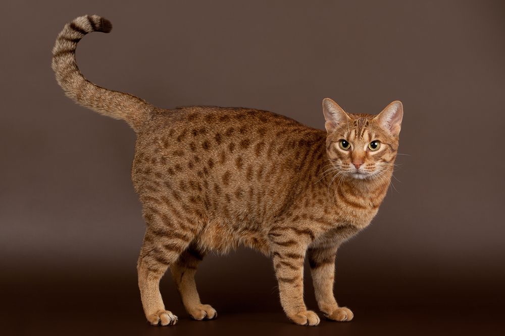 ocicat male cat