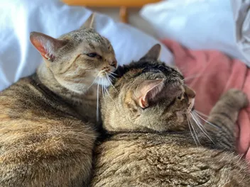 Why Do Cats Groom? Pancake, Tiller & the Latest Theories