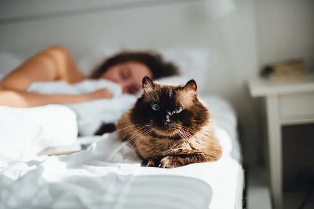 Why Does My Cat Sleep With Me and Not My Husband? 6 Likely Reasons