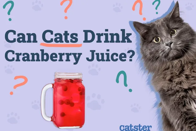 Can Cats Drink Cranberry Juice? Vet-Reviewed Facts & FAQ