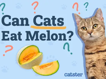 Can Cats Eat Melon? Vet-Approved Nutritional Facts