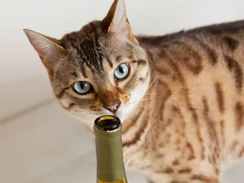 Is Japanese Cat Wine a Real Thing? Surprising Facts & Health Considerations
