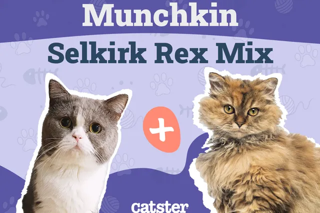 Lambkin Cat Breed Info: Pictures, Facts & Traits