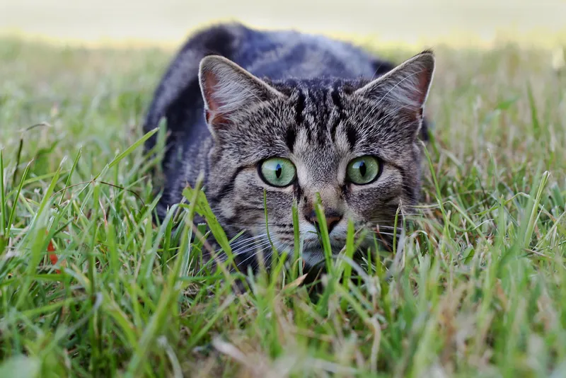 a cat in hunting position