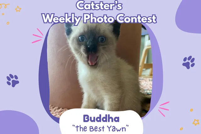 Catster’s Weekly Photo Contest Winners: The Best Yawn (April 2, 2026)