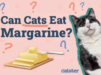 Can Cats Eat Margarine? Health Risks & Advice