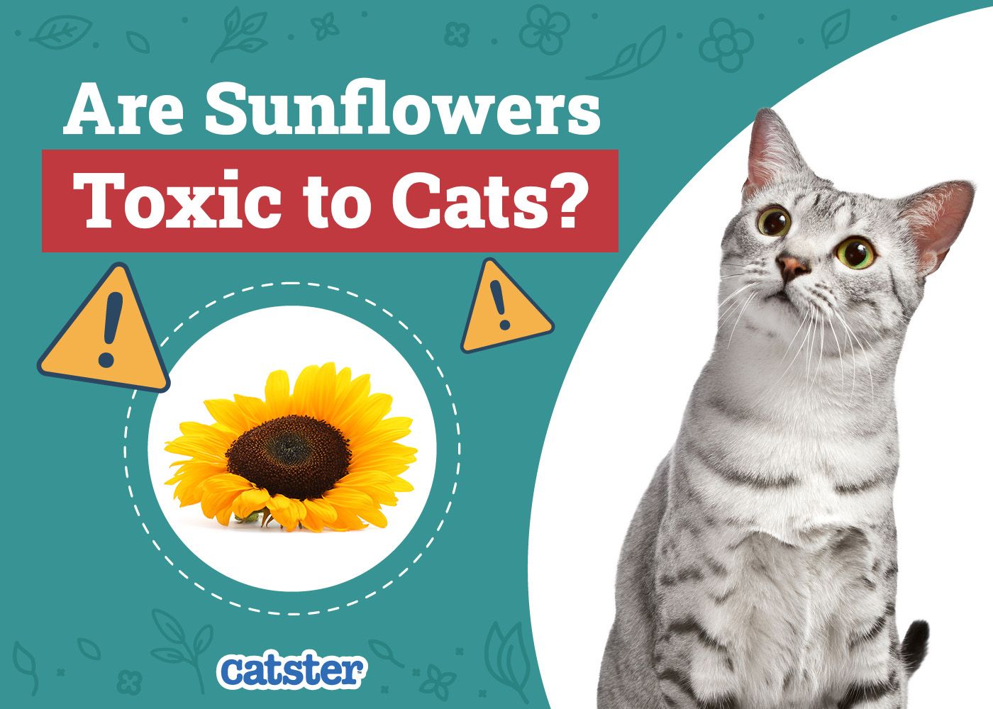 Catster_Are Sunflowers Toxic to Cats