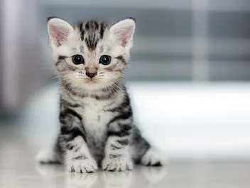 Kitten Development: First 12 Weeks (Vet-Reviewed Guide)