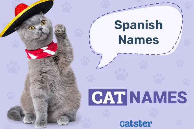100+ Spanish Cat Names: Ideas for Vibrant and Outgoing Cats