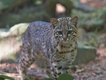 Safari Cat Breed: Info, Pictures, Care Guide & More