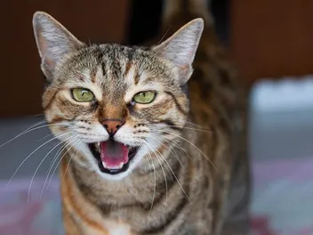 Why Do Cats Have Black Lips? How This Trait Evolved