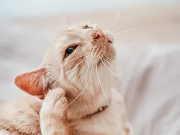 8 Interesting Facts About Ticks and Cats (Vet Answer)