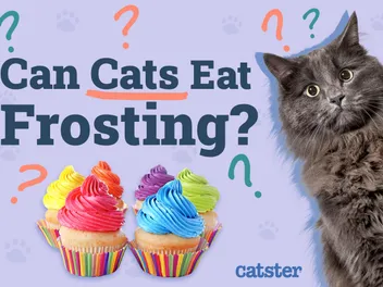 Can Cats Eat Frosting? Vet-Reviewed Facts & FAQ