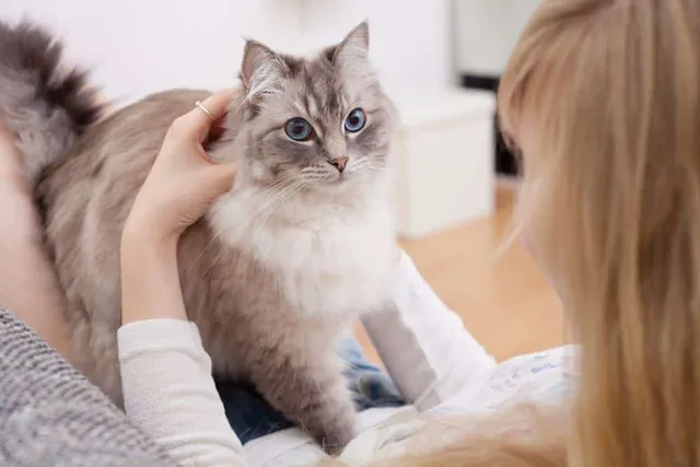 Why Do Cats Bunny Kick? 3 Vet-Reviewed Reasons