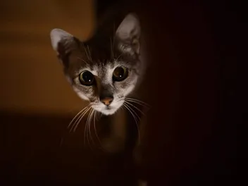 Why Do Feral Cats Cry at Night - 7 Vet Reviewed Reasons