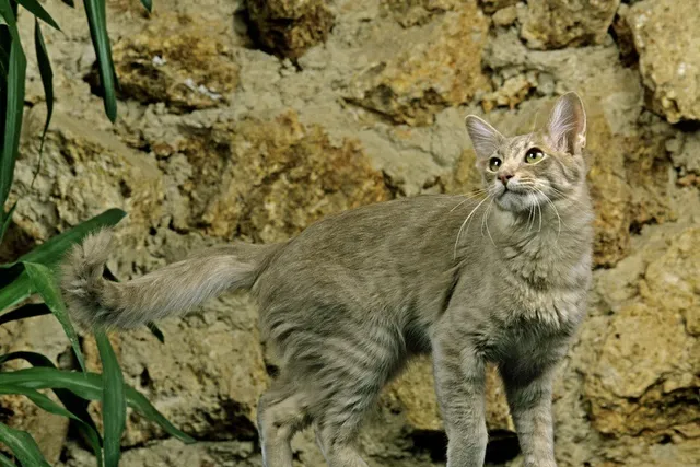 Oriental Longhair Cat Breed: Info, Pictures, Temperament & More