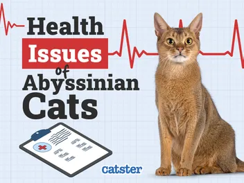 Abyssinian Cat Health Problems: Our Vet Discusses 5 Common Issues