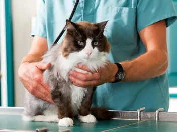 Stomach Cancer in Cats: Our Vet Explains the Causes, Signs & Care
