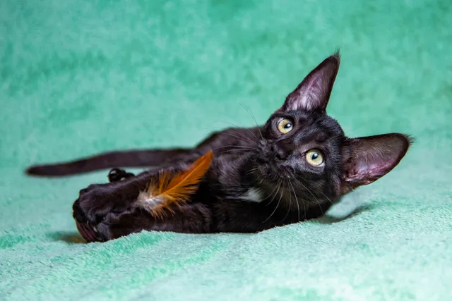 Black Savannah Cat: Info, Pictures, Facts & History