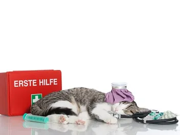 When to Call an Emergency Vet & How to Find One for Your Cat - Vet-Approved Advice & Guidance