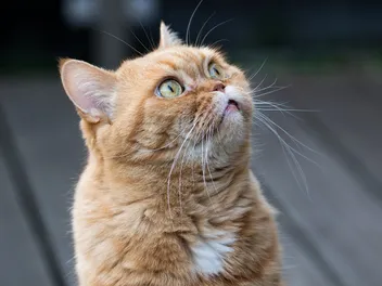Cat Losing Whiskers: Is It Normal & Should I Worry? Vet-Reviewed Facts