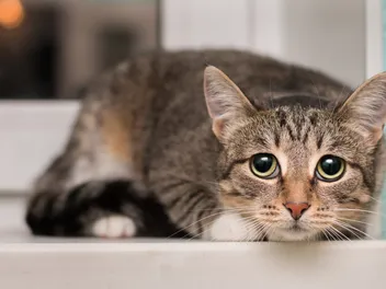 Do Cats Like Change? Vet-Verified Behavior & Evolution Facts