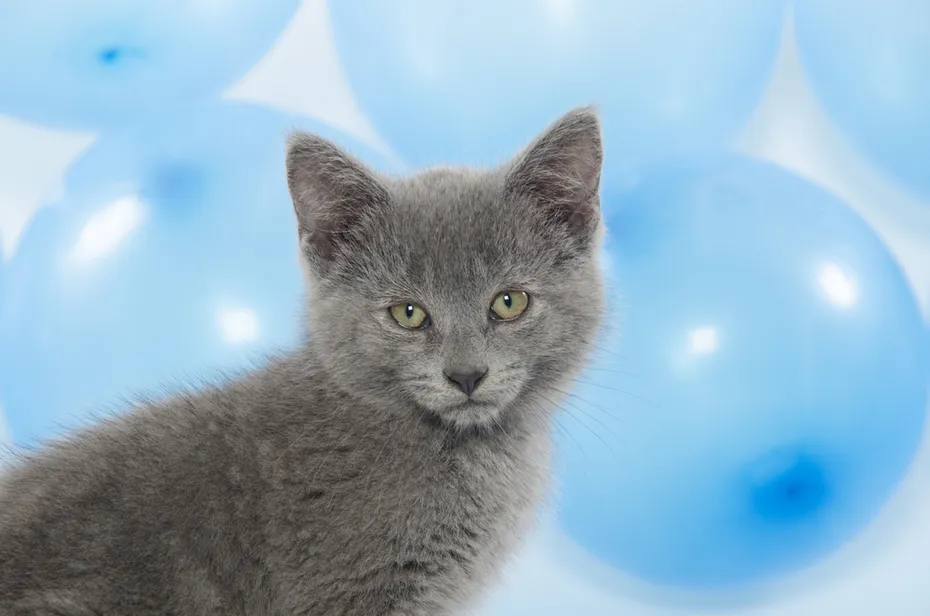blue-american-shorthair-kitten
