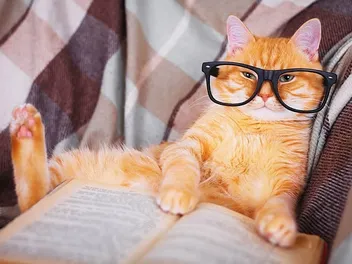 Cats Against the World: The Card Game That Obsesses Us
