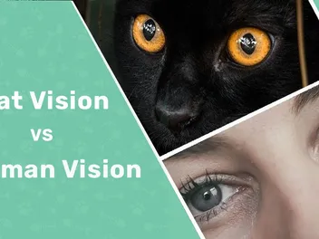 Cat Vision vs. Human Vision: Vet-Reviewed Differences (With Infographic)