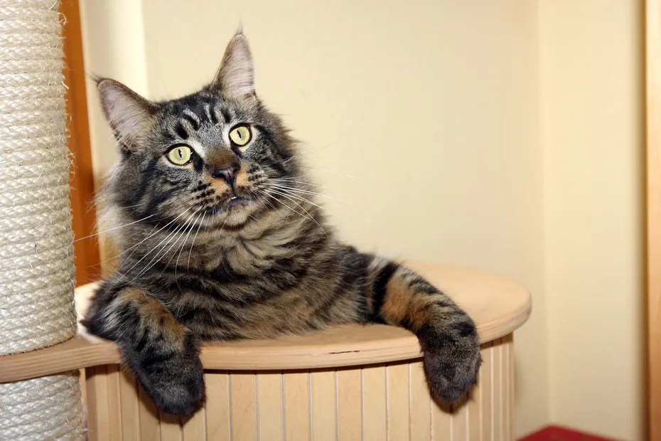 Medium hair cat playing in DIY cat tree