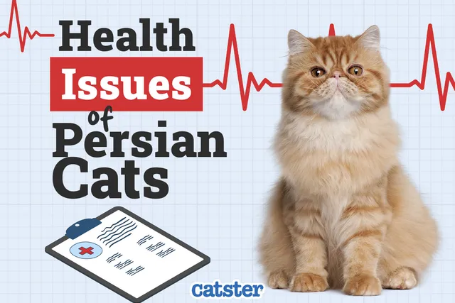 Persian Cat Health Problems: 6 Vet-Reviewed Issues