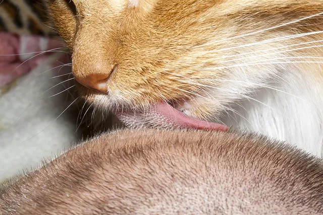 Why Does My Cat Lick Me in the Middle of the Night? 5 Vet-Reviewed Reasons
