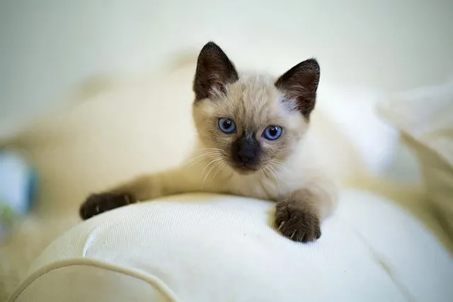 Siamese Kittens for Sale in Maryland: Breeders List 2026