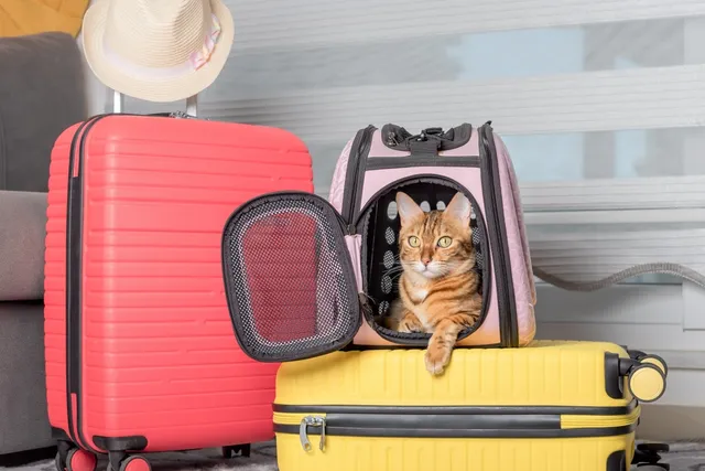 How to Travel With a Cat: 14 Vet Approved Tips & Tricks