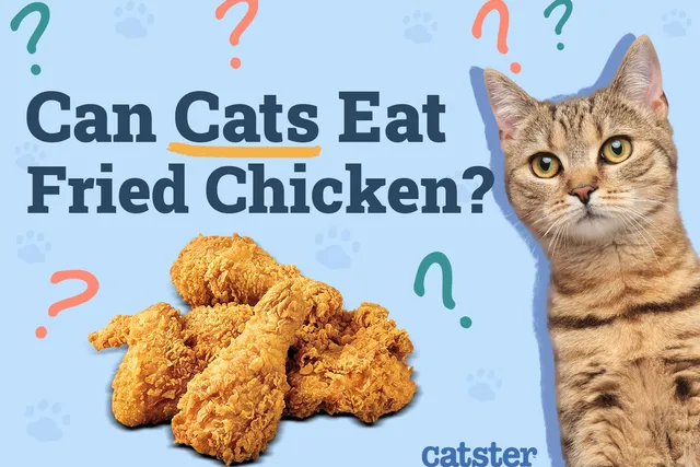 Can Cats Eat Fried Chicken? Vet-Reviewed Risks & FAQ