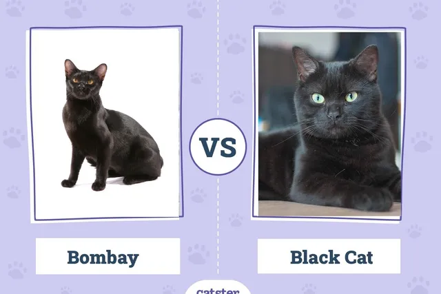 Bombay Cat vs Black Cat: The Differences (With Pictures)