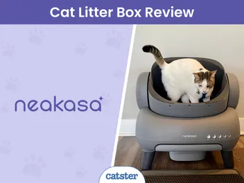 Neakasa M1 Open Top Self-Cleaning Litter Box Review 2026: A Detailed Look