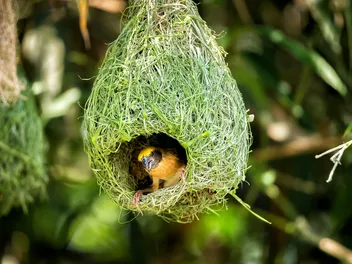 How to Protect Bird Nests From Cats: 12 Effective Vet-Verified Ideas